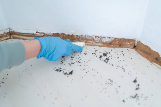 Reliable Williamsport, PA Pest Control Solutions